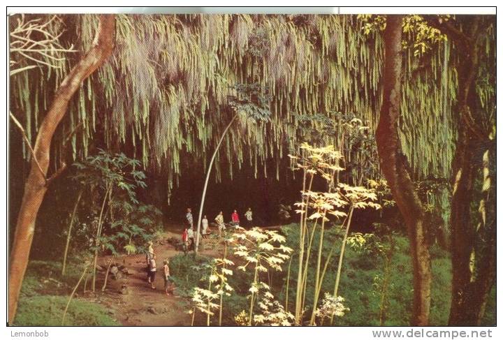 USA – United States – Fern Grotto, Island Of Kauai,  Unused Postcard [P4702] - Kauai