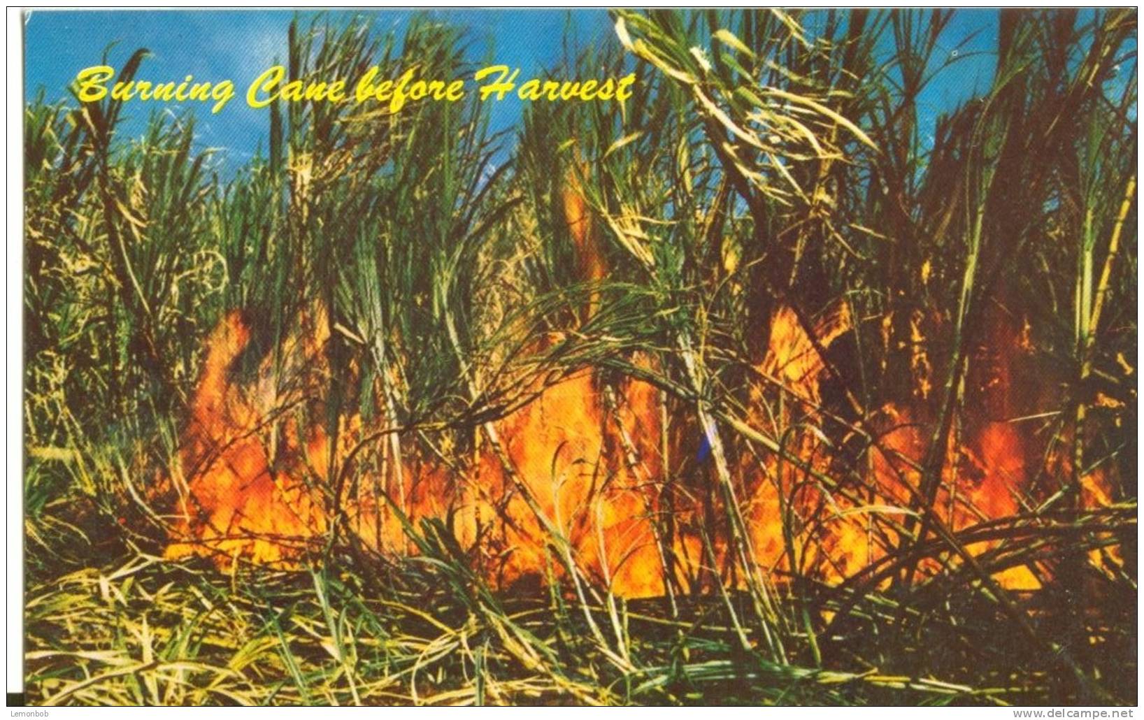 USA – United States – Harvesting Sugar Cane, Hawaii, Unused Postcard [P4720] - Other & Unclassified