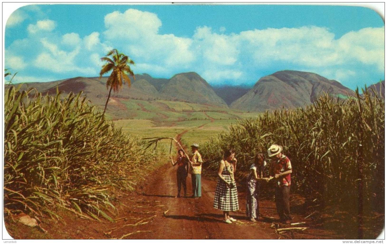 USA – United States – Sugar Fields, West Maui Mountains, Hawaii, Unused Chrome Postcard [P4754] - Maui