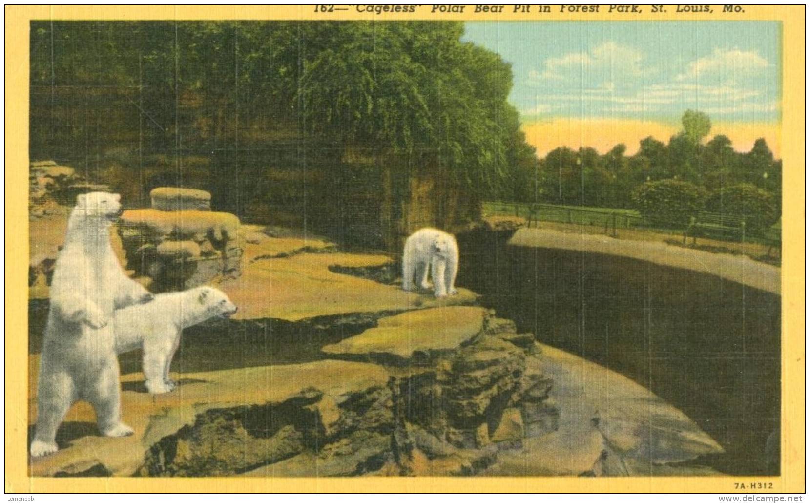 USA – United States – Cageless Polar Bear Pit In Forest Park, St. Louis, Mo, 1953 Used Linen Postcard [P4768] - St Louis – Missouri