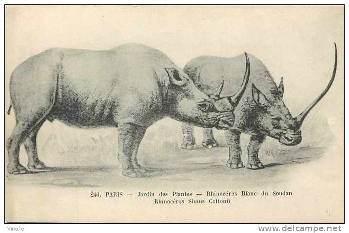 Animaux  Réf AN -28 : Paris : Jardin Des Plantes : Rhinocéros Blanc Du Soudan - Rhinocéros