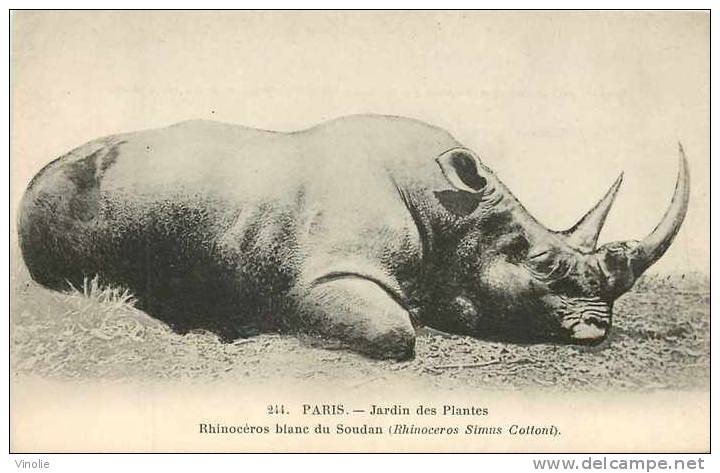 Animaux  Réf AN -29 : Paris : Jardin Des Plantes : Rhinocéros Blanc Du Soudan - Neushoorn