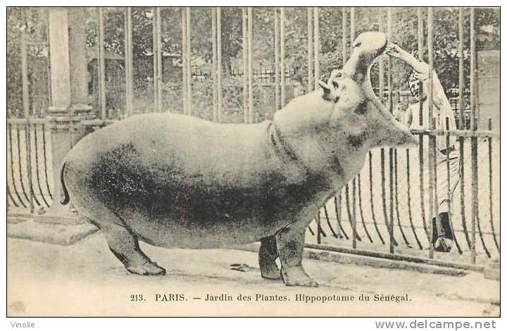 Animaux  Réf AN-79 : Paris : Jardin Des Plantes : Hippopotame Du Sénégal - Hippopotames