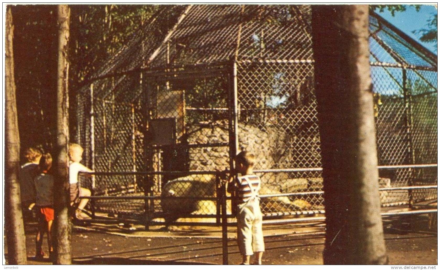 Canada – White Bears Cage, Granby Que – 1960 Used Postcard [P4919] - Granby