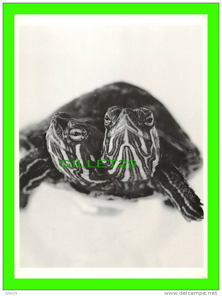 TORTUES - TURTLE ,TWO HEADS ARE BETTER THAN ONE - PHOTO DAVID McENERY - FLASHCARD INC, 1986 - - Tartarughe