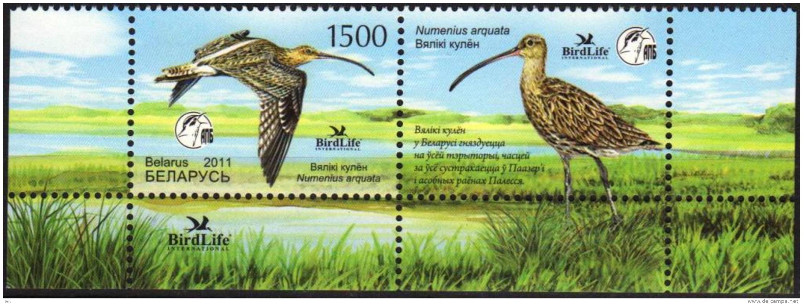 Belarus 2011 MNH 1 V Bird Of The Year Curlew Courlis Oiseau Birds Oiseaux Vogel - Altri & Non Classificati