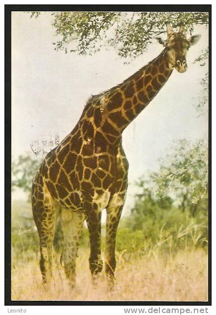 Giraffe Kameelperd Johannesburg South Africa 1963 - Girafes