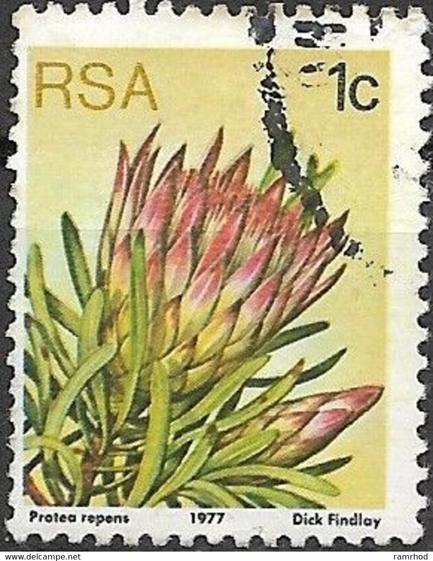 SOUTH AFRICA 1977 Succulents - 1c Protea Repens  FU - Usados