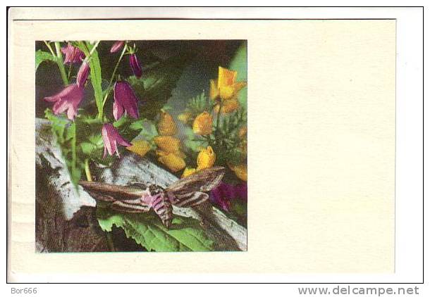 GOOD ESTONIA POSTCARD 1974 - Butterfly & Flowers - Insecten