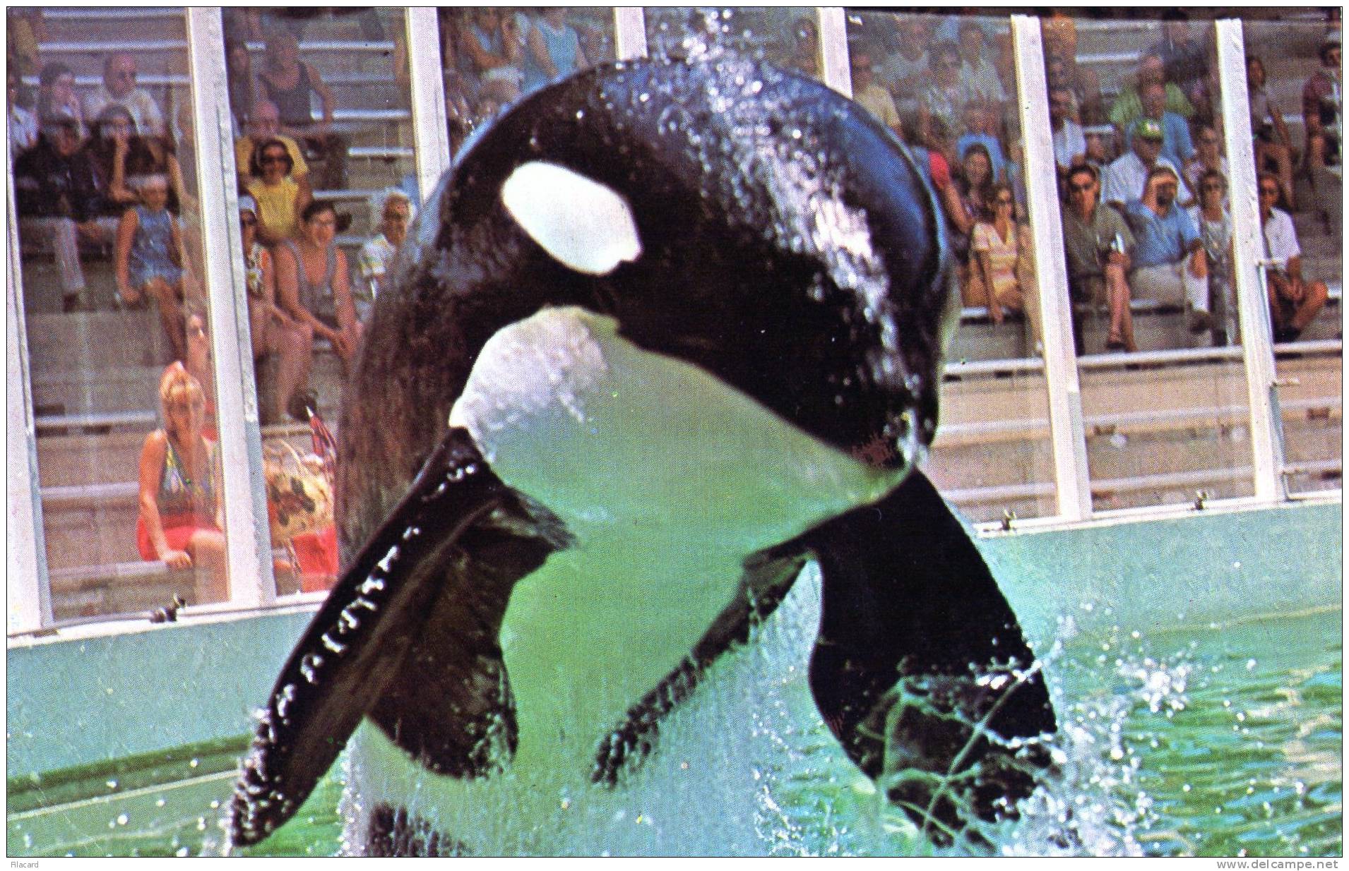 17833    Stati Uniti,     Florida,  Hugo  Takes  To The Air At  Miami"s Fabulous  Seaquarium,  VG  1977 - Miami