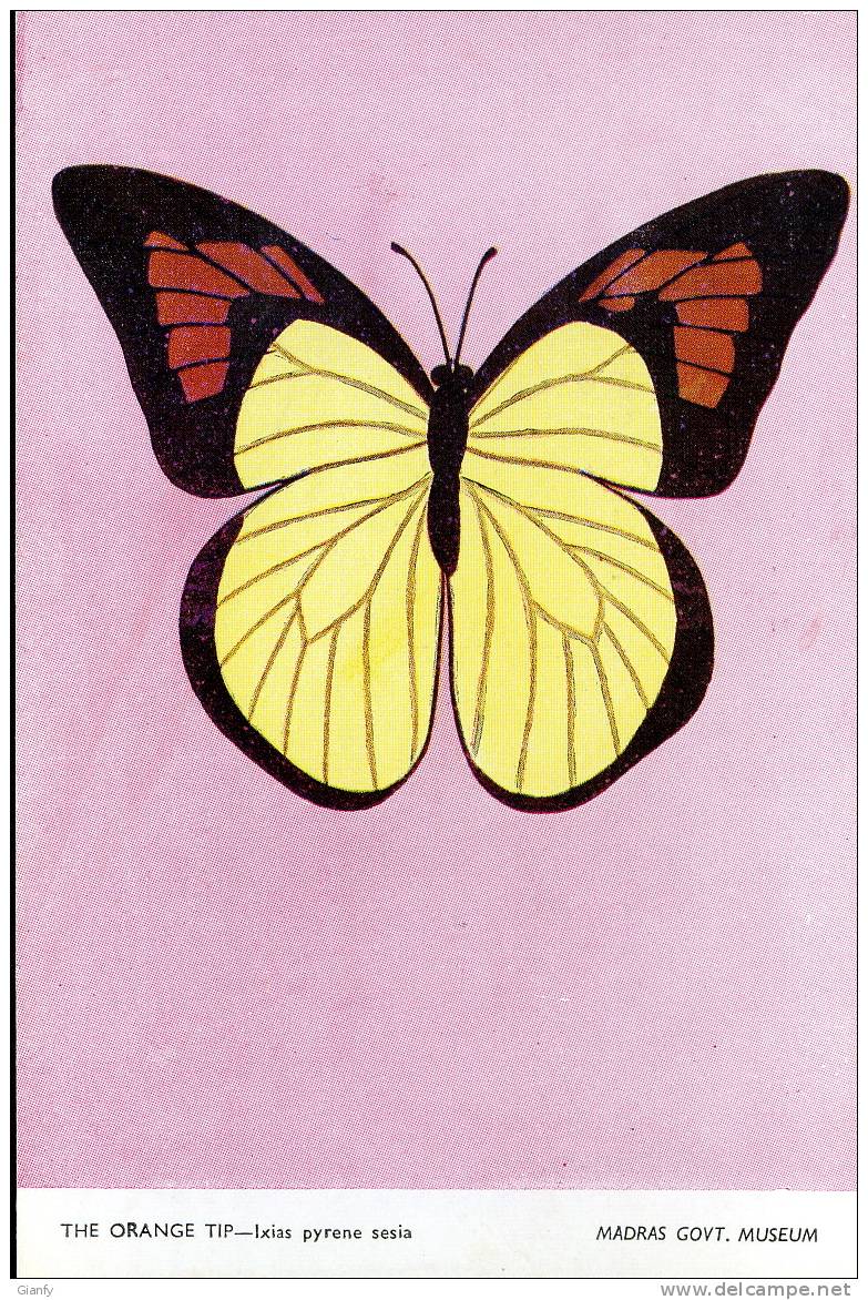 FARFALLA GIALLA BUTTERFLY 1980 - Papillons