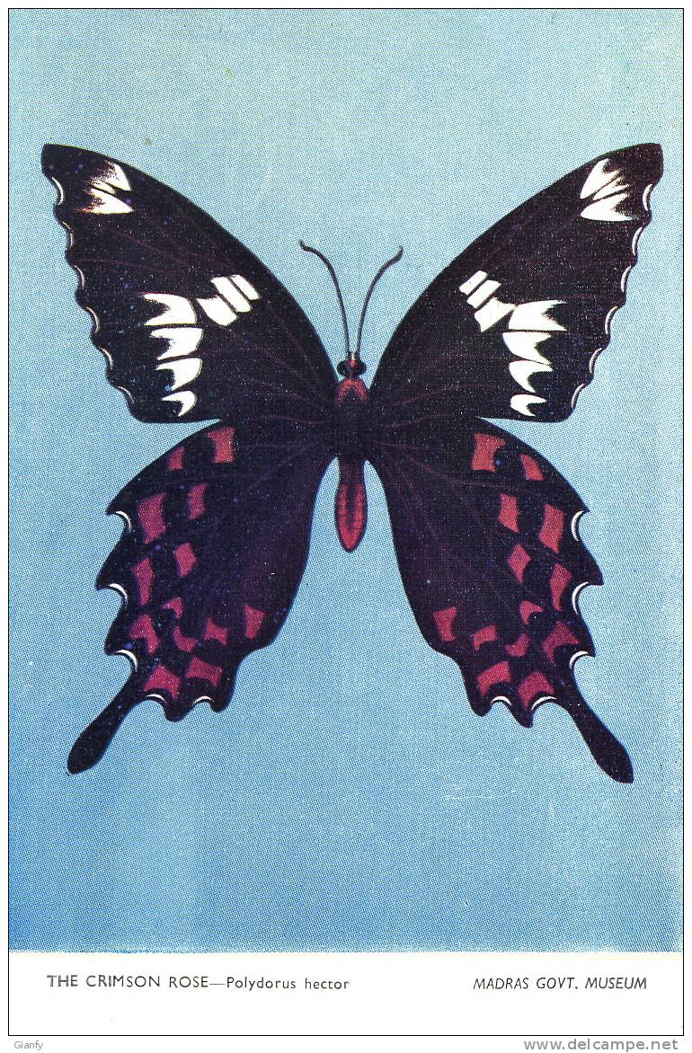 FARFALLA ROSSA E NERA BUTTERFLY 1980 - Butterflies