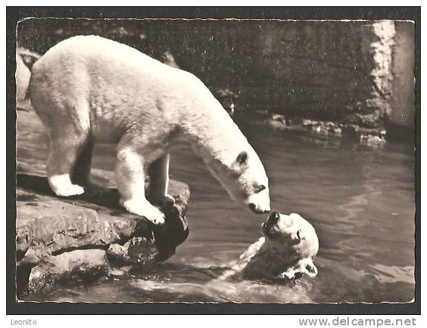 Zoo Basel Eisbären Zoologischer Garten 1956 - Ours