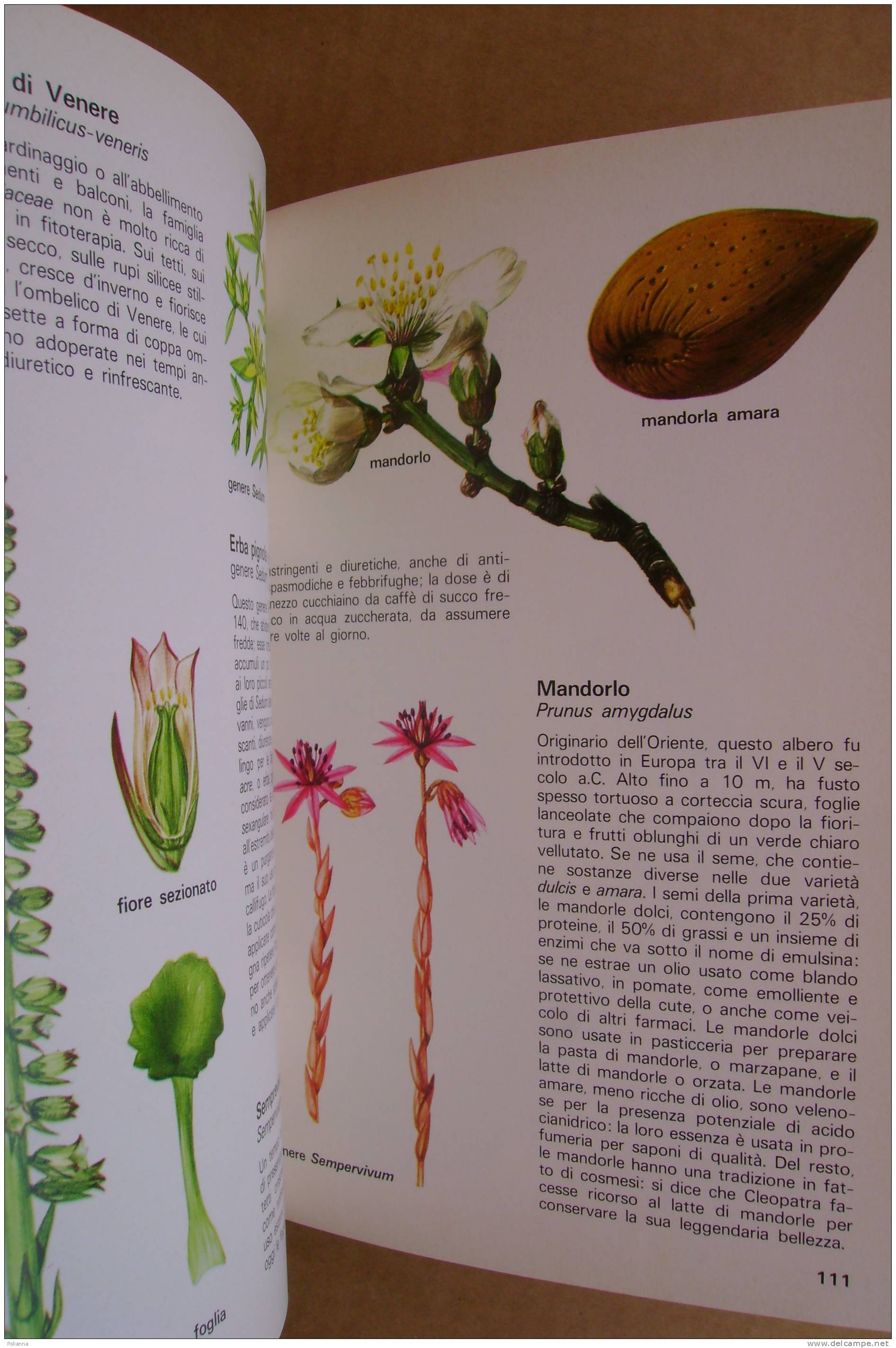 PDZ/23 Lanzara PIANTE MEDICINALI Mondadori 1980/botanica/giardinaggio - Giardinaggio