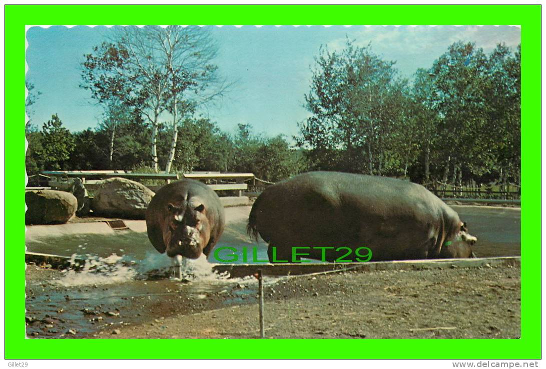 HIPPOPOTAME - HIPPOPOTAMUS - JARDIN  ZOOLOGIQUE DE GRANBY, QUÉBEC - - Flusspferde