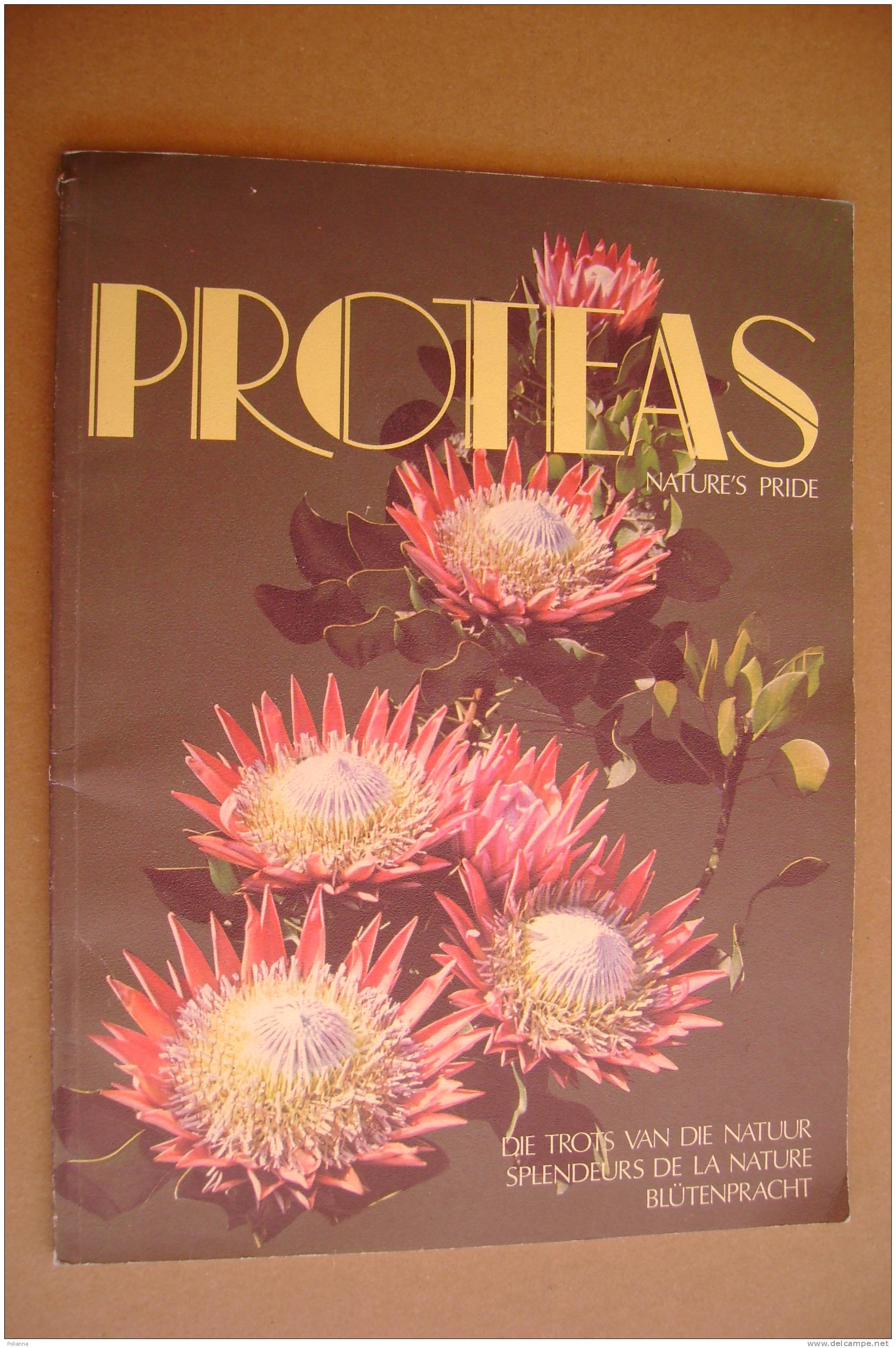 PAR/26 PROTEAS Nature´s Pride - Protea Colour Prints LTD South Africa/Proteacee/Erbario/botanica/Ill.di Derek Butcher - Garten