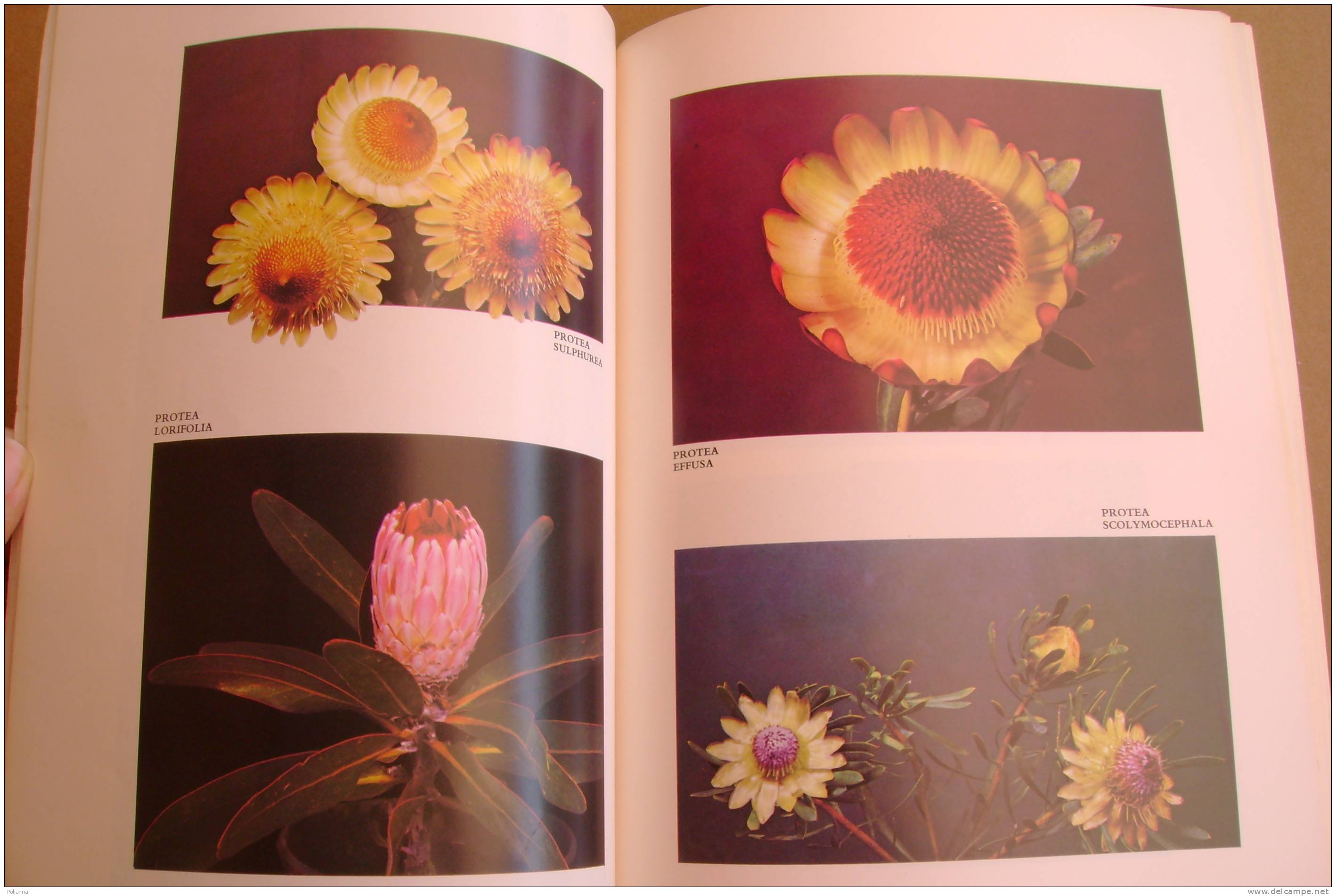 PAR/26 PROTEAS Nature´s Pride - Protea Colour Prints LTD South Africa/Proteacee/Erbario/botanica/Ill.di Derek Butcher - Jardinería