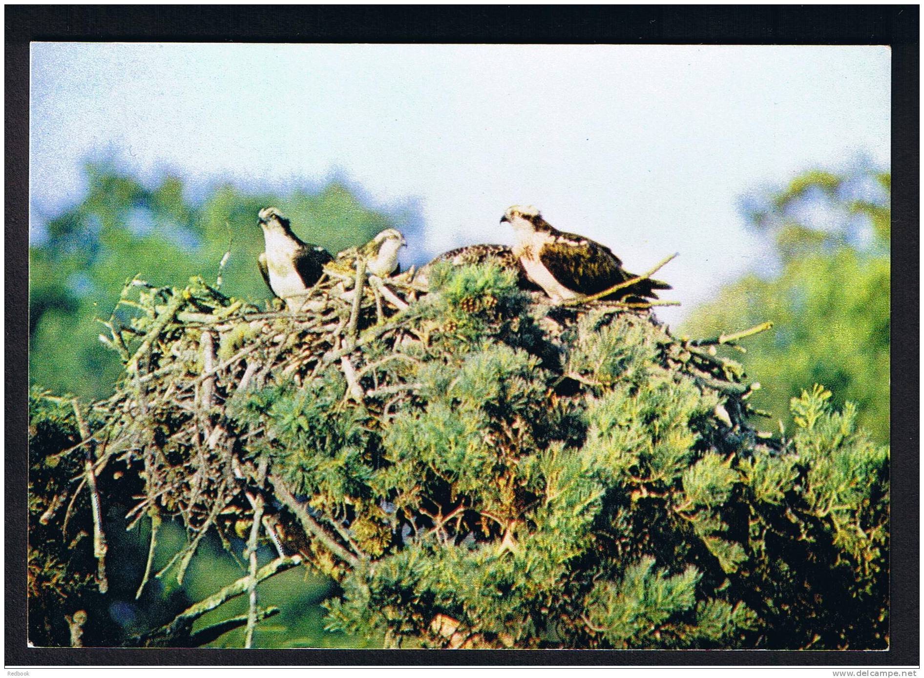 RB 740 - J. Arthur Dixon Postcard - Osprey Family - Bird Theme - Oiseaux