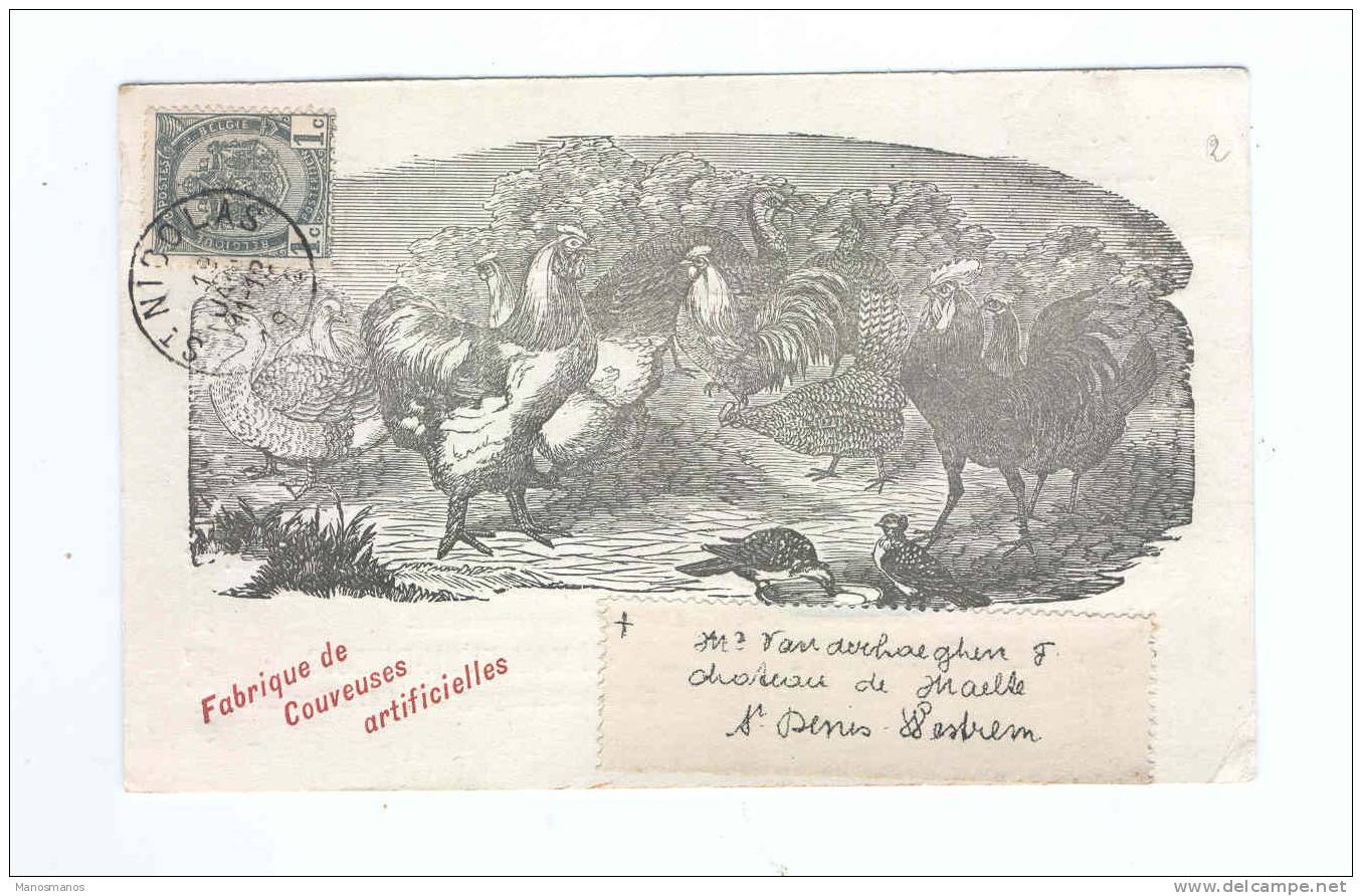 801/17 -  BELGIQUE COQS Et POULES - Carte Illustrée 1904 Couveuses Artificielles Van Eyck-Dubois à ST NICOLAS WAES - Farm