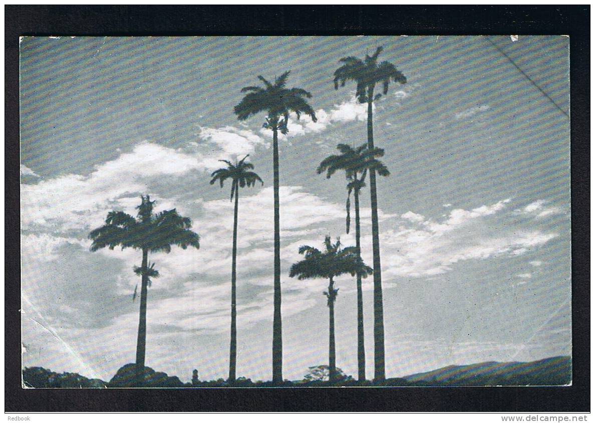 RB 741 - Early Postcard - Royal Palms In The Queen's Park Savannah - Port-of-Spain  - Trinidad - Britsh West Indies - Trinidad