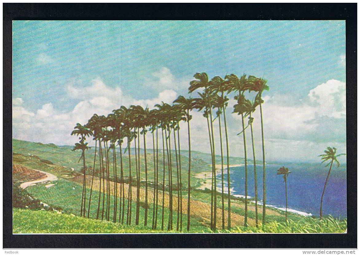 RB 741 - Early Postcard - Cabbage Palms - Barbados - Britsh West Indies - Barbados (Barbuda)