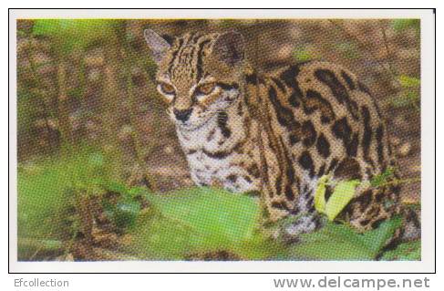 Margay,félin D´Amérique Du Sud,vignette Jungle Mania N°4 - Altri & Non Classificati