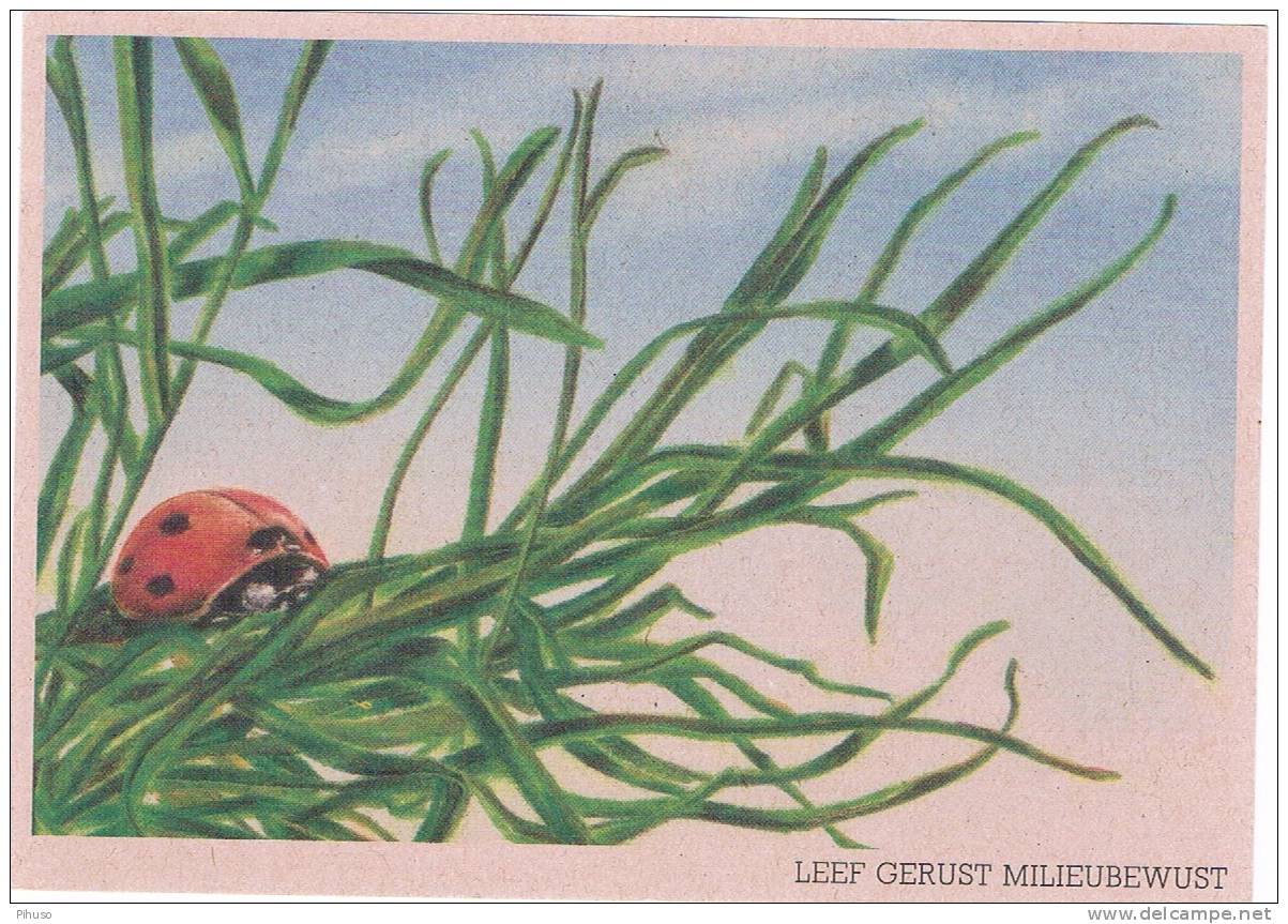 Cart With A LADYBIRD ( Lieveheersbeestje,coccinellidae,Marienkäfer) - Insetti