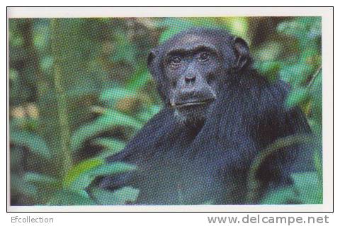 Chimpanzé,singe,Afrique,C   Ongo,vignette  Jungle Mania N°73 - Altri & Non Classificati