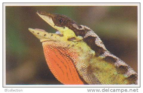 Anolis Néotropical,iguane,reptil Es,forêt Choco Darien,Amérique Du Sud,vignette Jungle Mania N°52 - Other & Unclassified