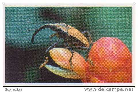 Charançon,insectes,forêt Tropicale D´Amérique Centrale,vignette Jungle Mania N°57 - Altri & Non Classificati