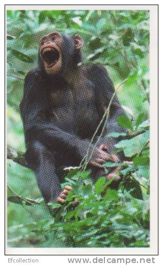 Chimpanzé,singe,Afrique,C   Ongo,vignette  Jungle Mania N°77 - Altri & Non Classificati