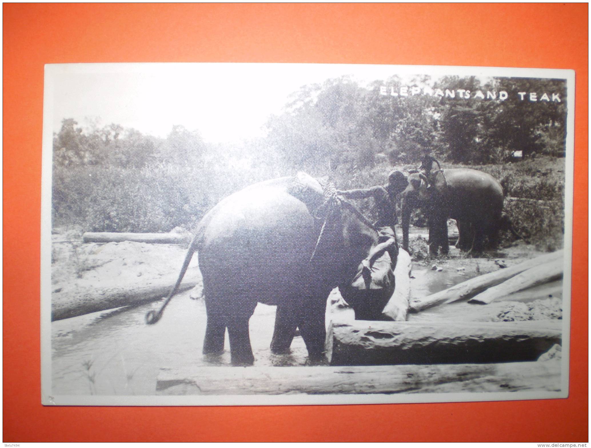 Elefanti Cm8,5x13,5 - Olifanten