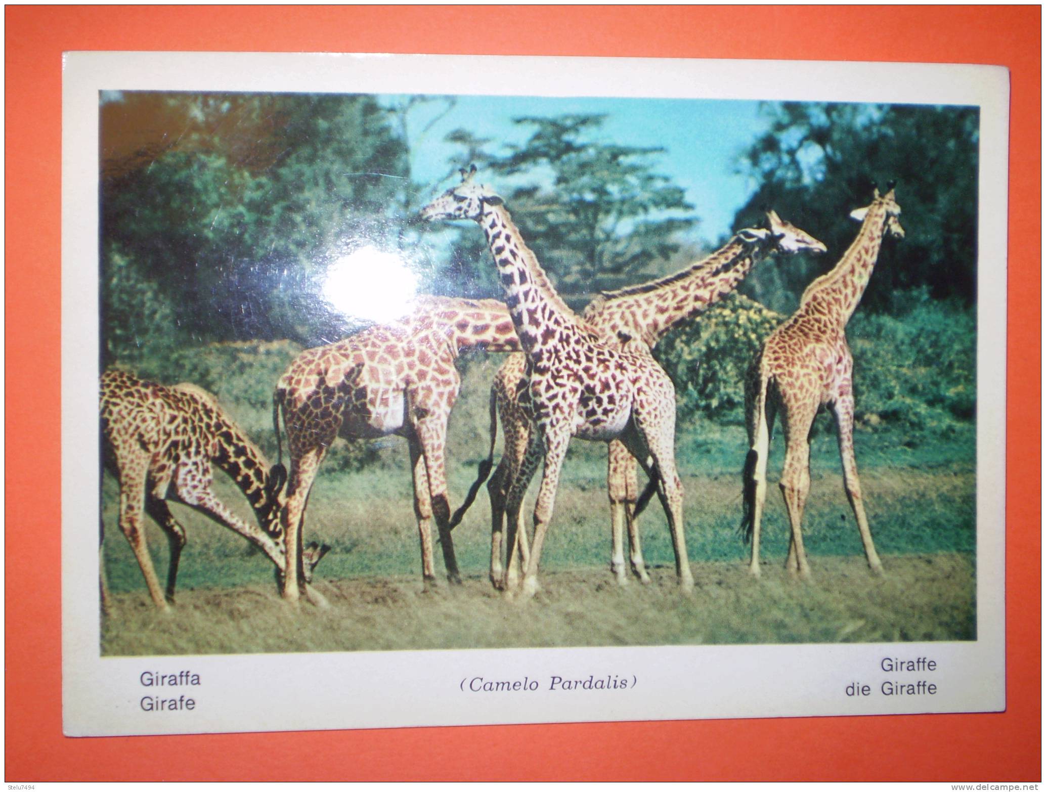 Giraffe Non Viaggiata - Girafes