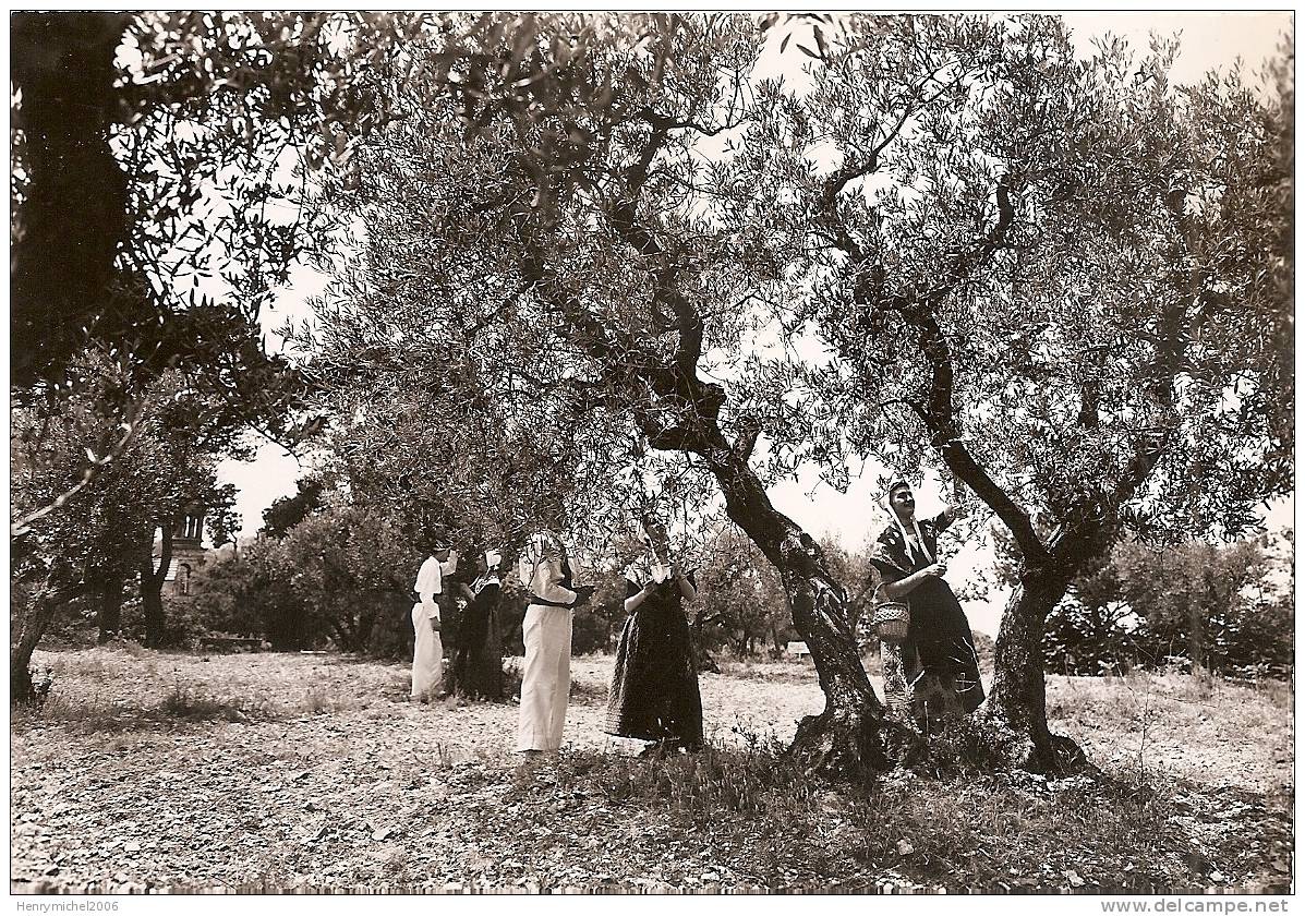 En Provence , La Cueillette Des Olives - Provence-Alpes-Côte D'Azur