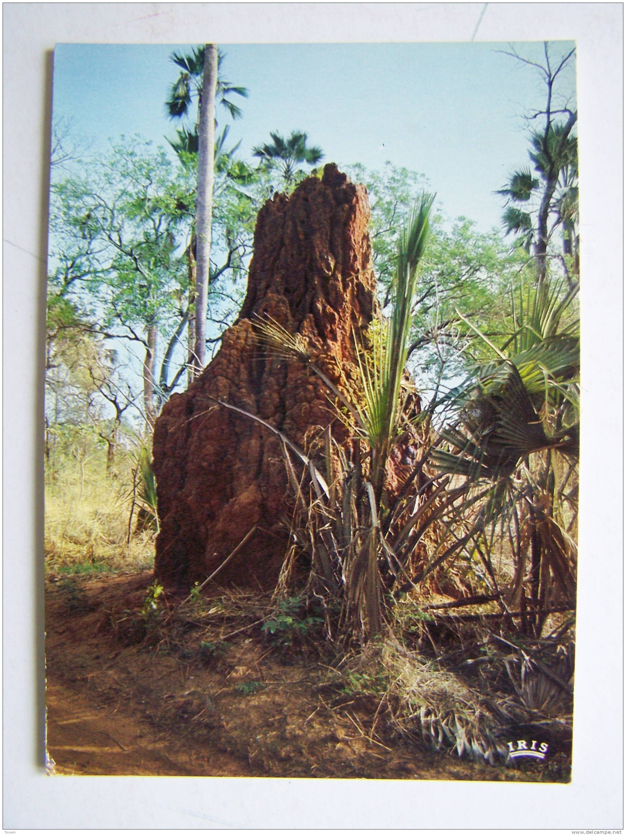N°8218.BANGUI - AFRIQUE EN COULEURS Termitière En Brousse 1981 -IRIS - - Centrafricaine (République)