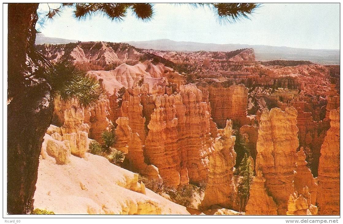 Carte Postale, Utah, Bryce Canyon Natural Park, - Bryce Canyon