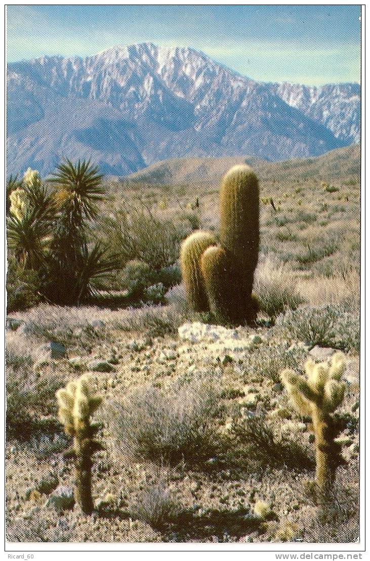 Carte Postale, Californie, Le Désert, , Cactus, Les Rocheuses - Death Valley