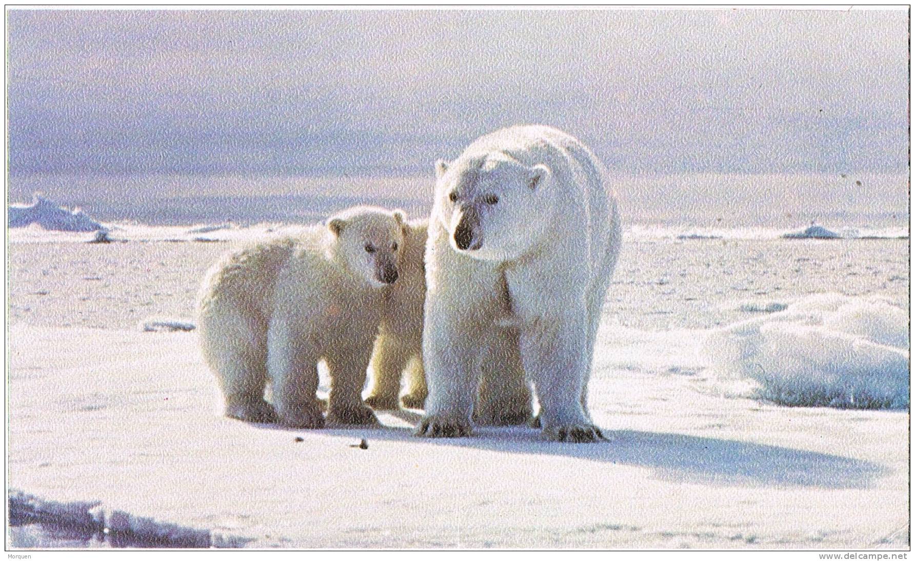 Carta Aerea GRONLAND (Stromfjord) 1978. Ursus. Oso - Covers & Documents