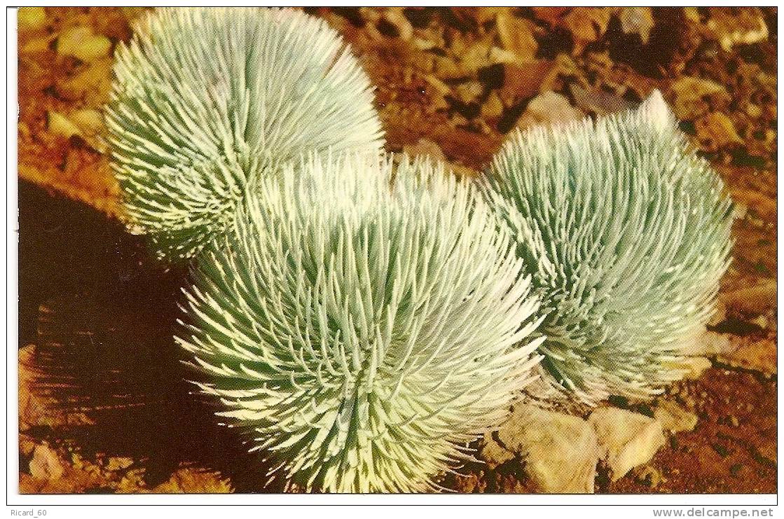 Carte Postale, Hawaï, Maui Isle, National Park, Cactus, Flore, Bloom - Maui