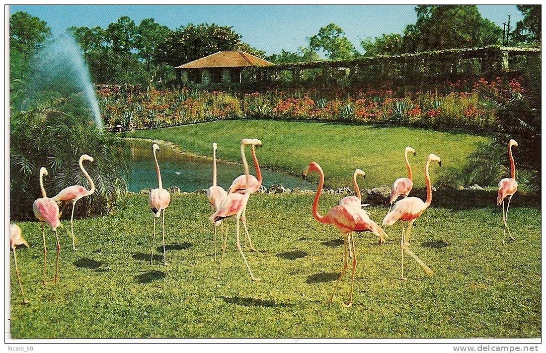 Carte Postale, Floride, Miami,flamants Roses, Parrot Jungle - Miami