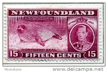 Newfoundland GVI 1937 ´Long´ Coronation 15c Claret P.14, Hinged Mint (A) - 1908-1947