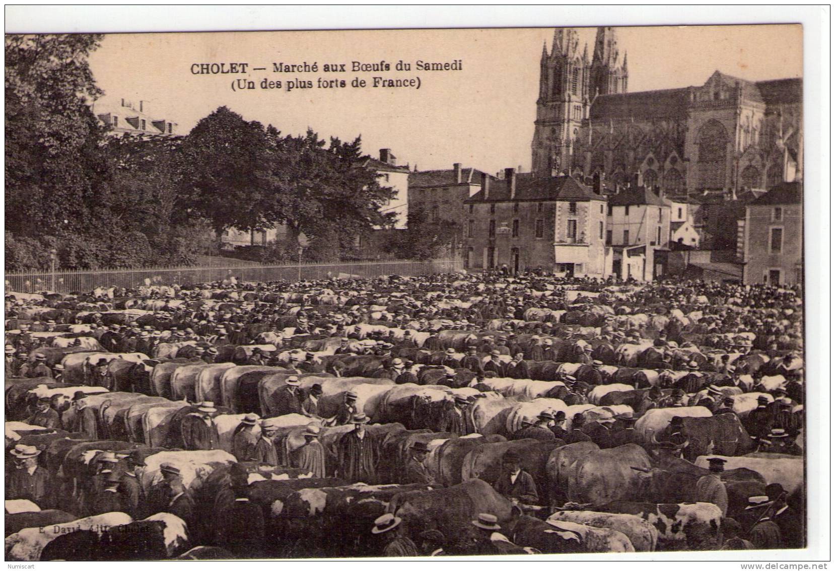 Cholet..très Animée..Marché Aux Boeufs..boeuf..élevage - Cholet