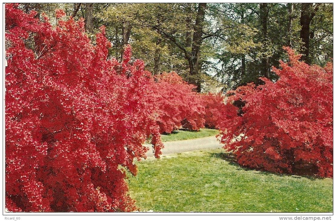 Carte Postale, Delaware, Wintertyhur Gardens Henry Francis Du Pont - Autres & Non Classés