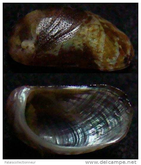 N°4190 // STOMATELLA AURICULA SSP. "Nelle-CALEDONIE"// F+++ : 13,1mm  . - Seashells & Snail-shells