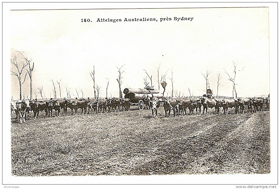 CPA Attelages Australiens Prés De Sydney - Sydney