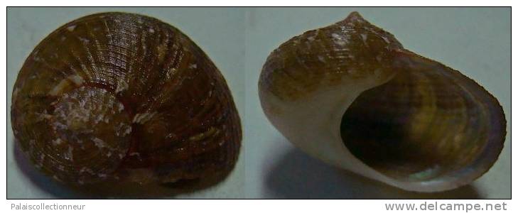 N°4214 // PSEUDOSTOMATELLA DECOLORATA SSP. "Nelle-CALEDONIE" //  F+++ : 16,5mm  . - Seashells & Snail-shells