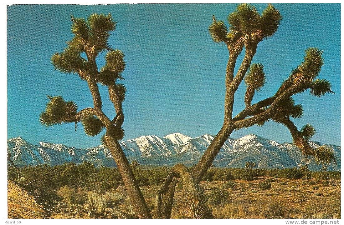 Carte Postale, Californie, Desrt, Josha Tree, Arbre - Death Valley