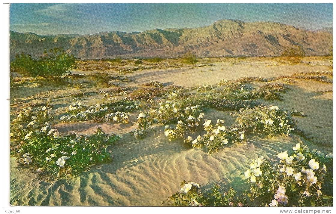 Carte Postale, Californie, Flore Du Désert - Death Valley