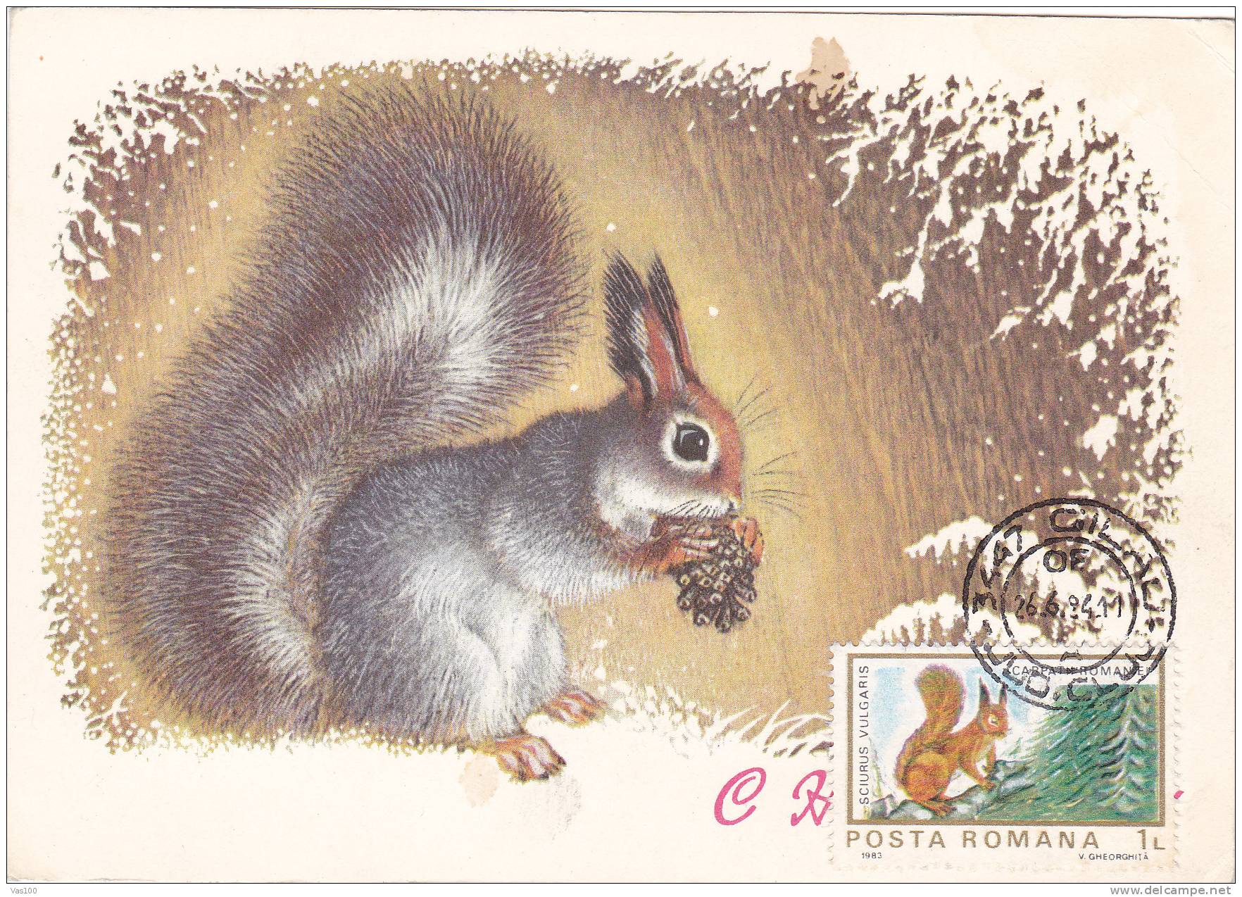 Squirrel,écureuil,1984 CM,maxicard,cartes Maximum,obliteration Concordante  Romania. - Nager