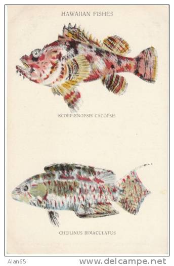 Hawaiian FIshes, #144/1 Tropical Fish Art,  C1900s/10s Vintage Postcard - Other & Unclassified